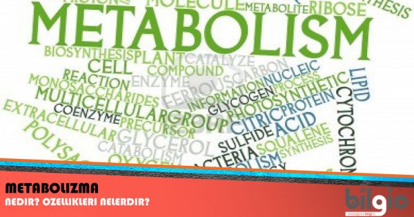 Metabolizma Nedir ? Görevi ve Özellikleri Nelerdir ?